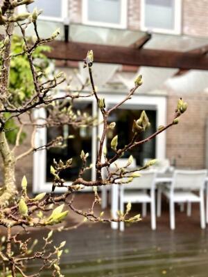 Dotterbloem Image 14