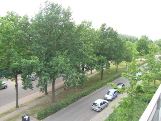 Palmstraat Image 16