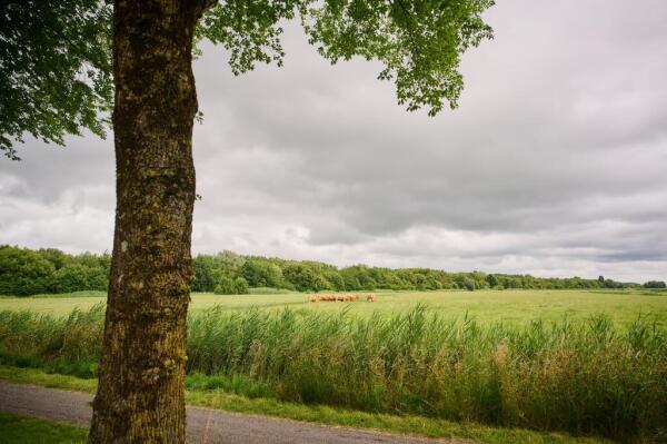 Nijensteinheerd Image 2