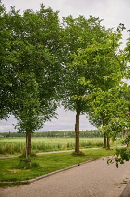 Nijensteinheerd Image 3