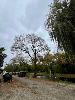 Amethiststraat Image 56