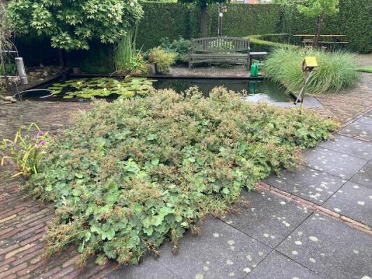 Giselbert Backstraat Image 22