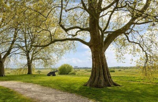 Prins Bernhardstraat  Image 47