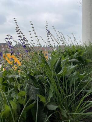 Madridstraat Image 21