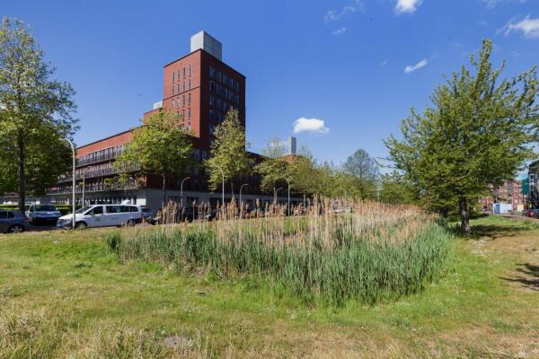 Steentijdsingel Image 33